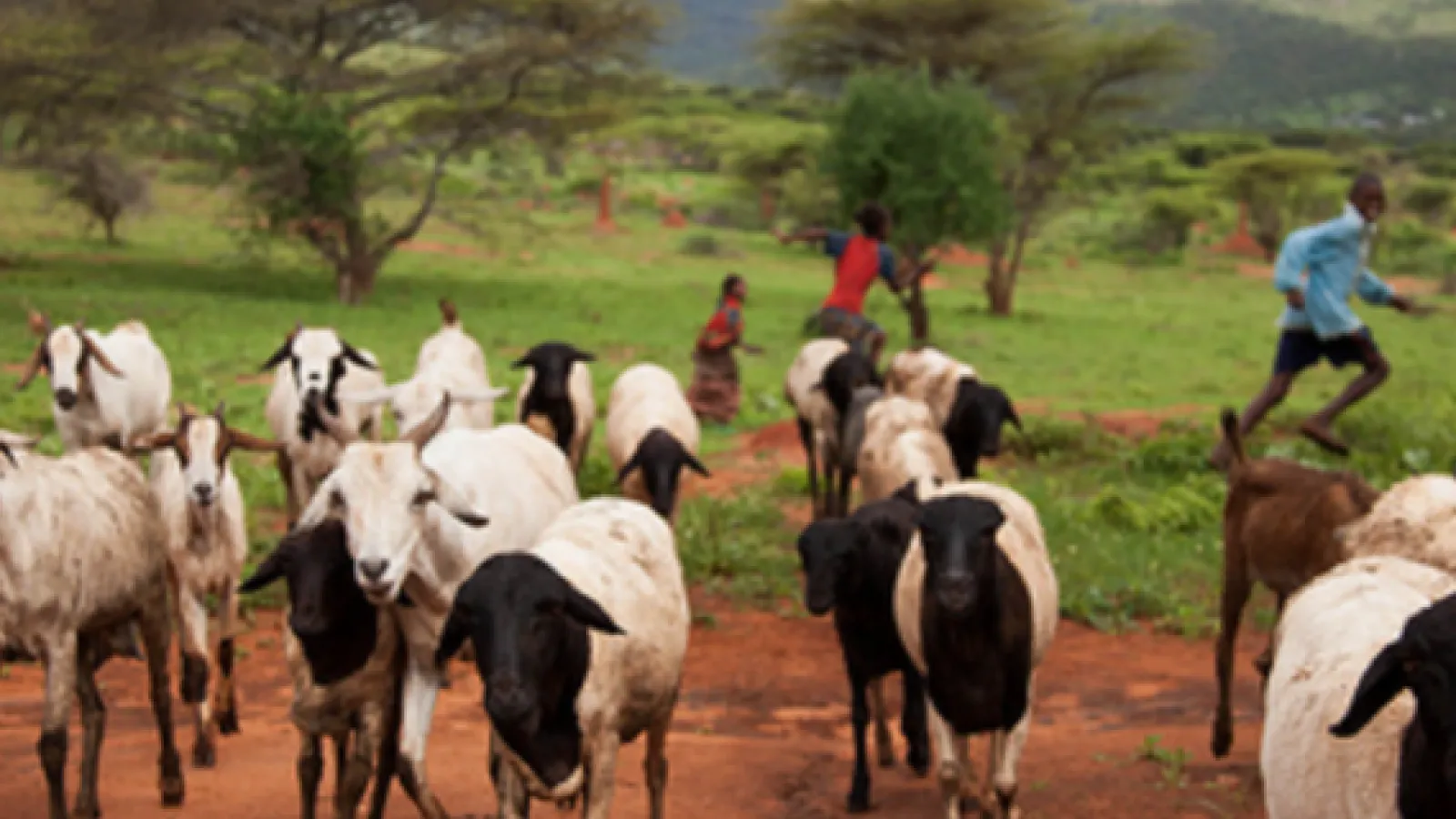 pastoral ethiopian landscape