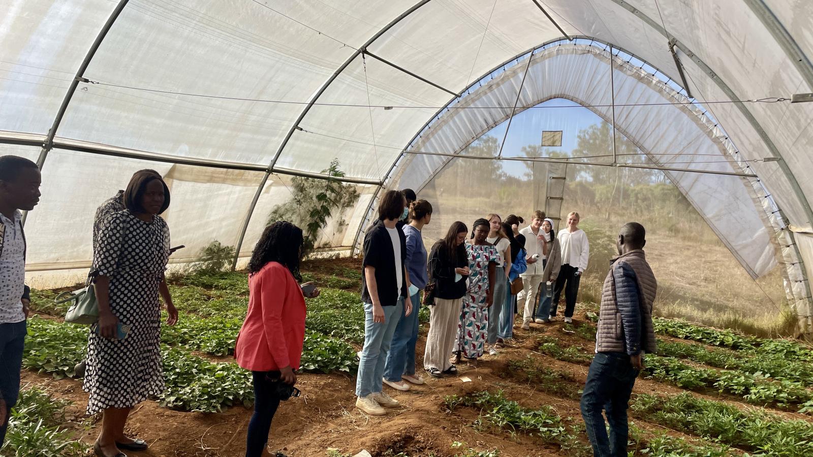 Picture of Buckeyes in greenhouse in Malawi